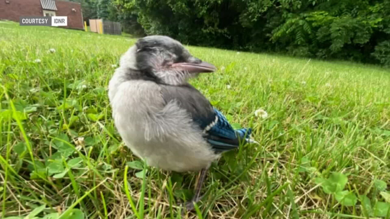 Bird.jpeg